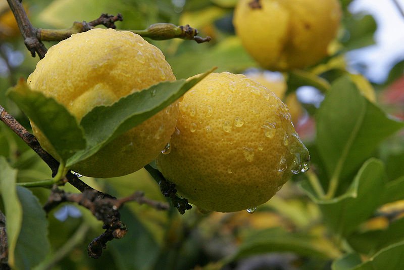 lemonia